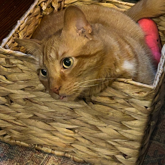 Meet your Posher, Laura - Picture 5 of 5